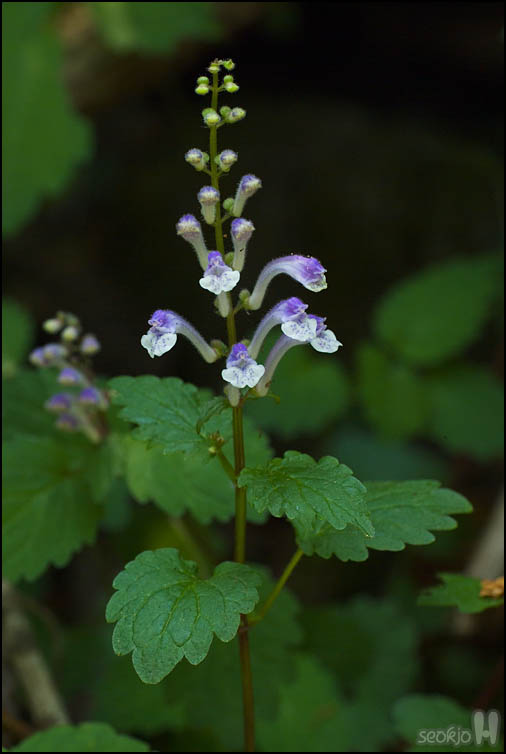 DSCF1557.jpg