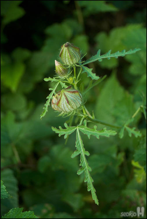 DSCF3622.jpg