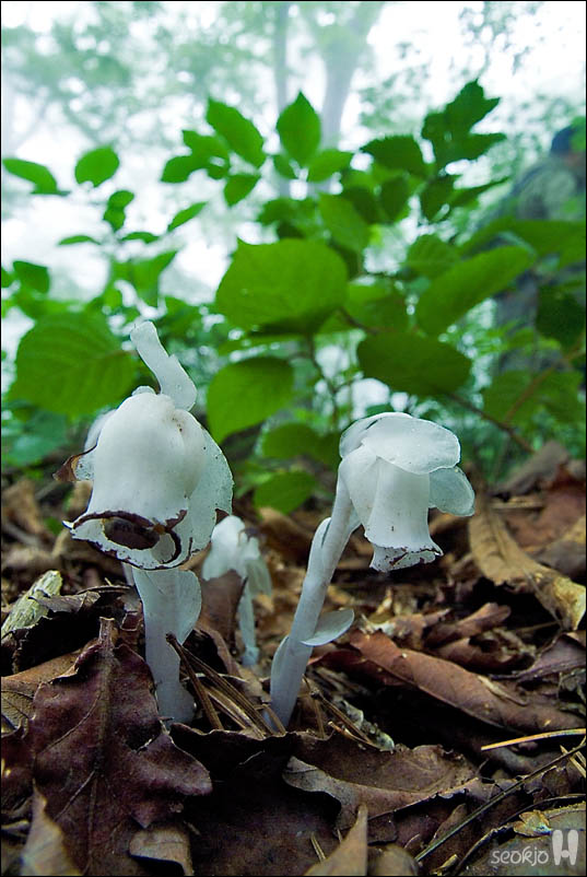 DSCF4235.jpg