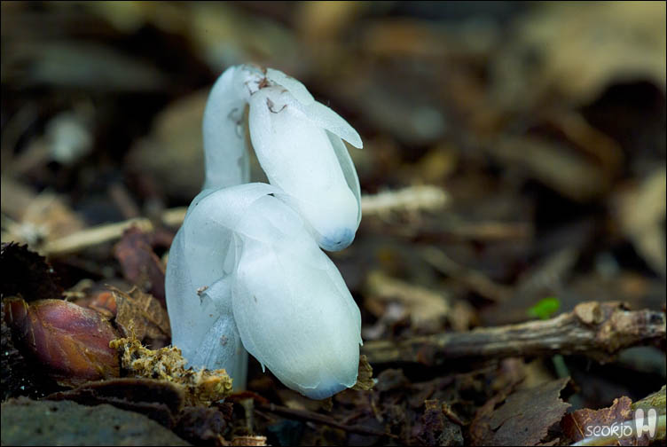 DSCF9544.jpg
