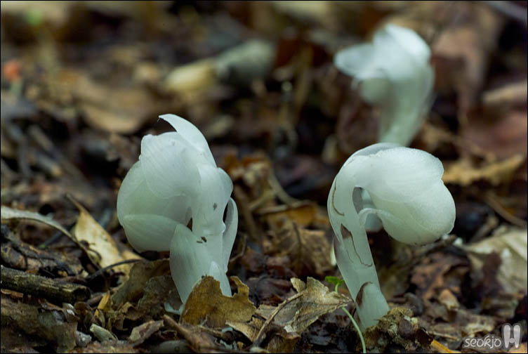 DSCF9548.jpg