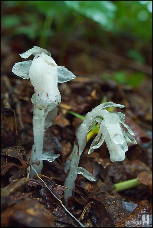 DSCF7366.jpg