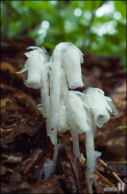 DSCF7368.jpg