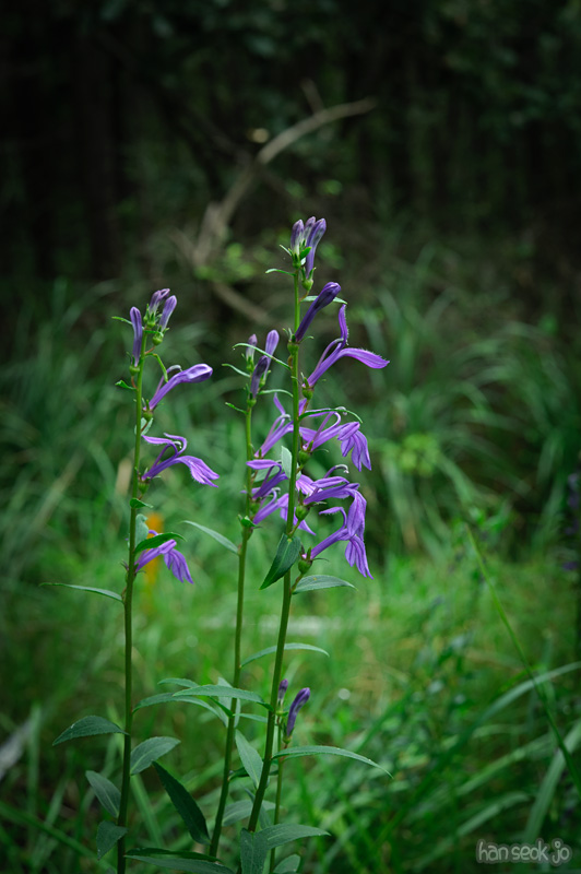 HSJ_0721.jpg