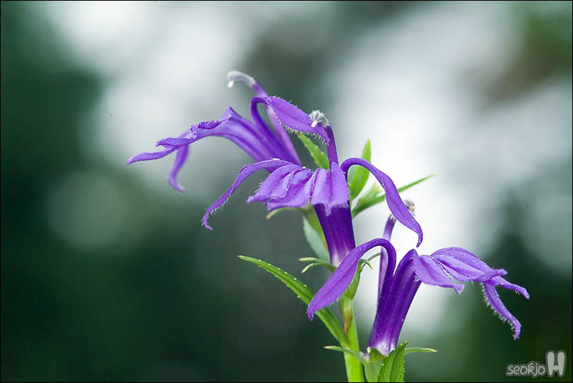 DSCF5591.jpg