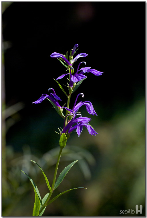 DSCF1346.jpg