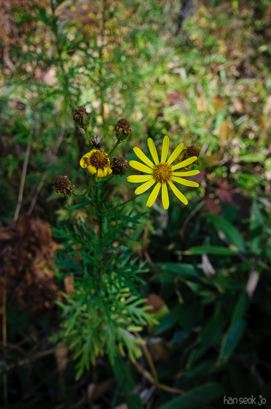 DSC_8812.jpg