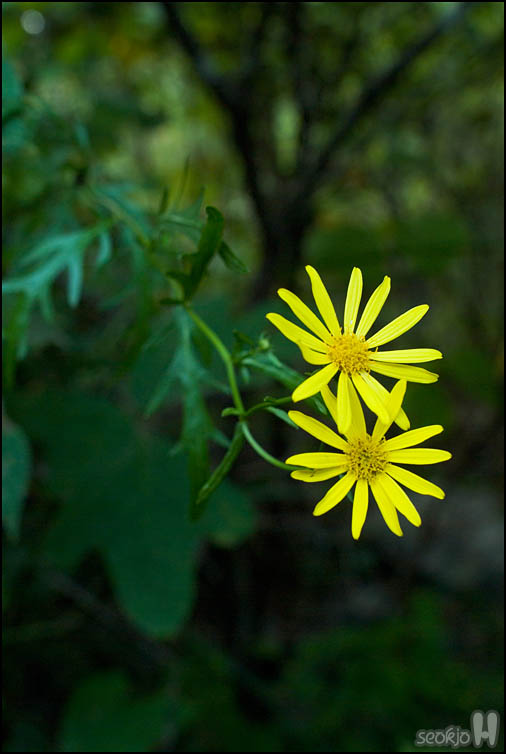 DSCF3921.jpg