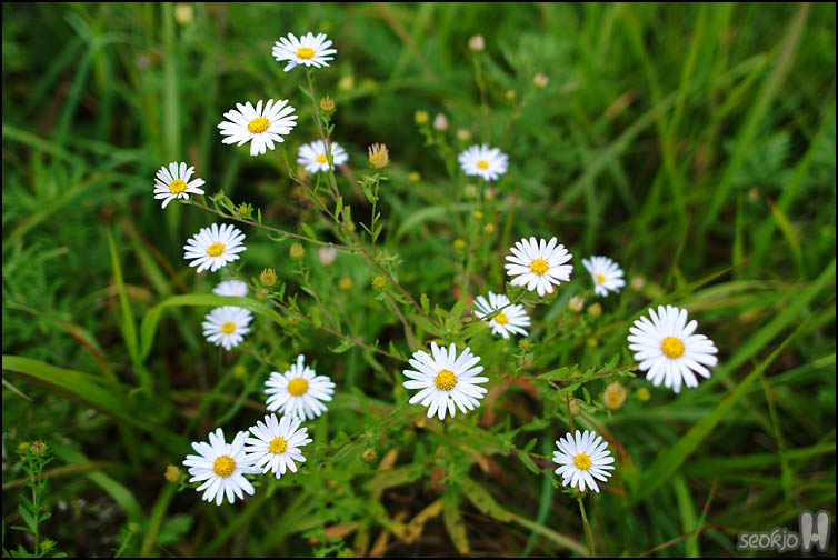 DSCF8950.jpg