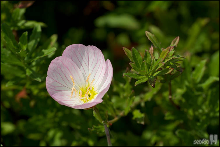 DSCF3664.jpg