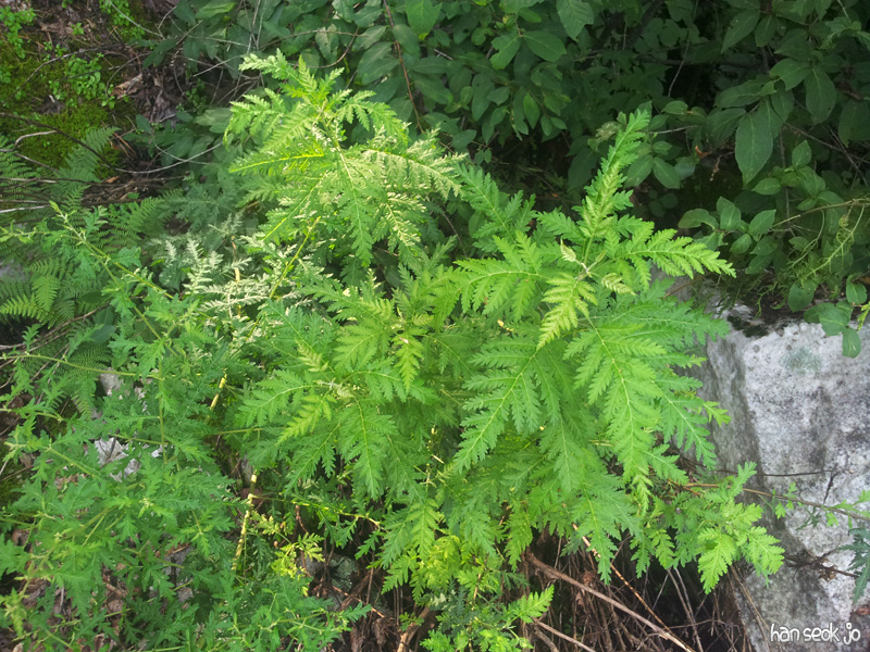 20130731_155701.jpg