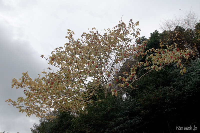 DSC_4528.jpg