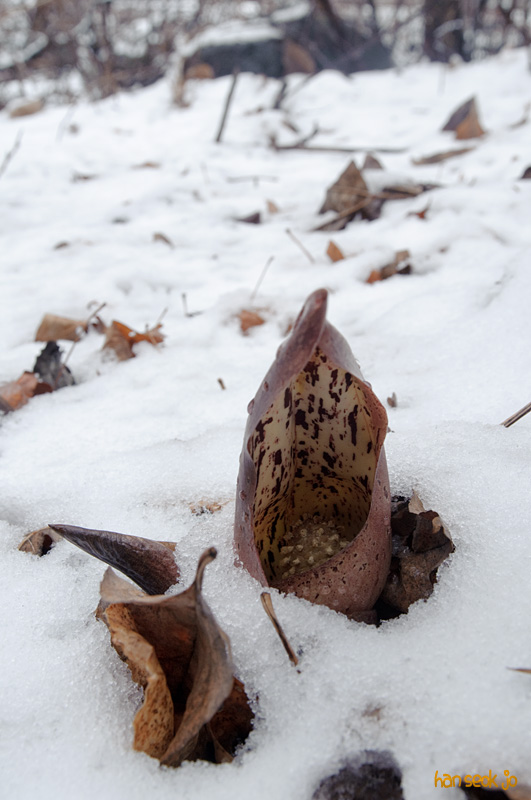 DSC_0063.jpg
