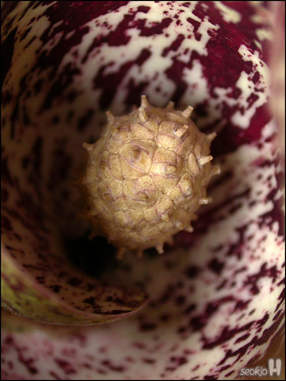 DSCN0526.jpg