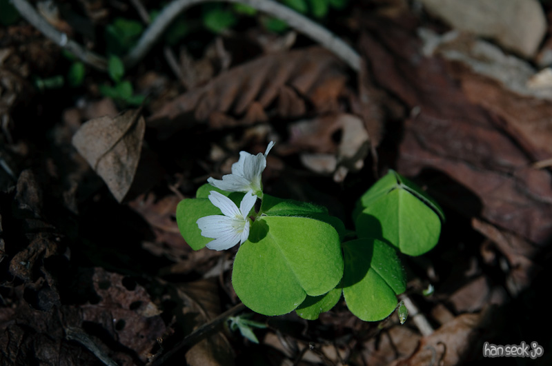 DSC_6321.jpg