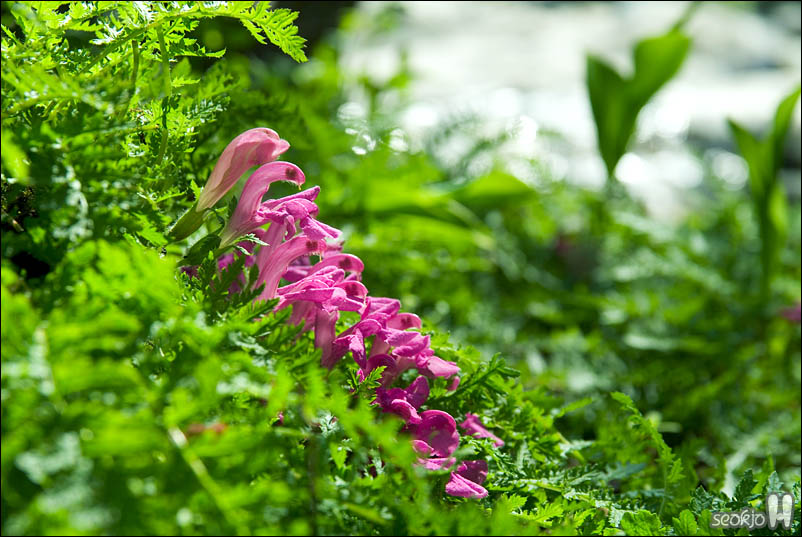 DSCF3433.jpg