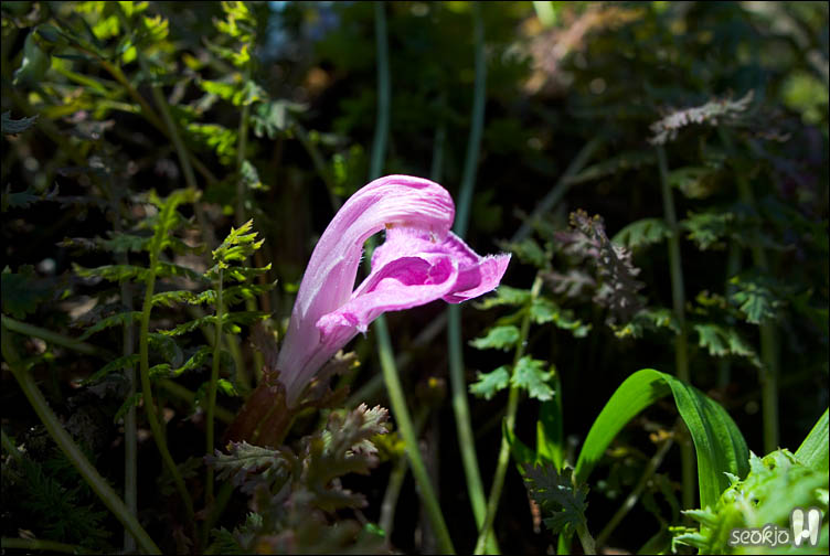 DSCF8196.jpg