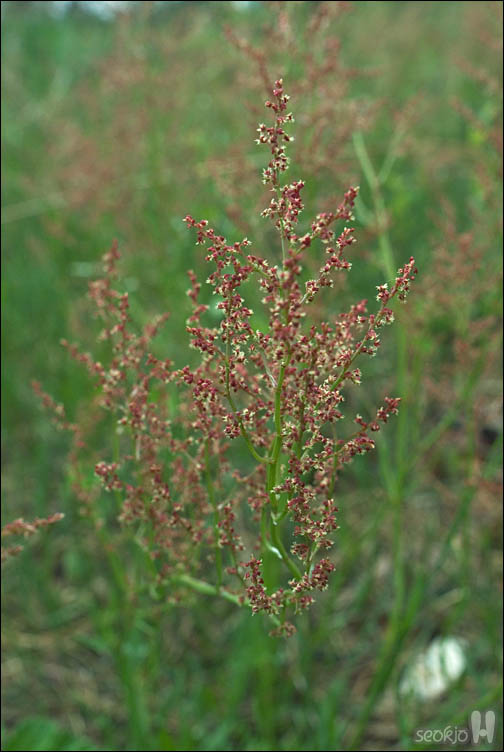 DSCF0656.jpg