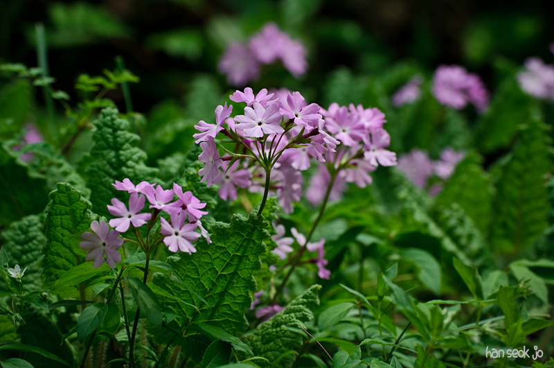 DSC_1204.jpg