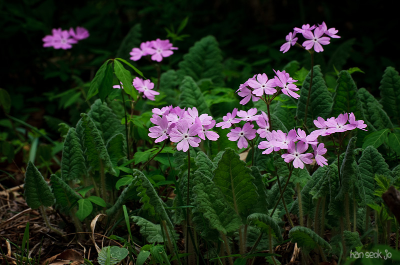 DSC_1214.jpg
