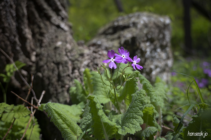 DSC_4935.jpg
