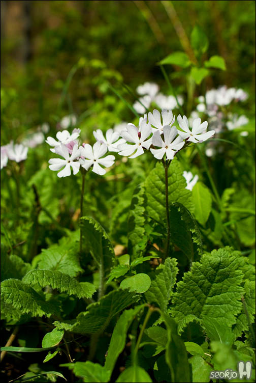 DSCF7687.jpg