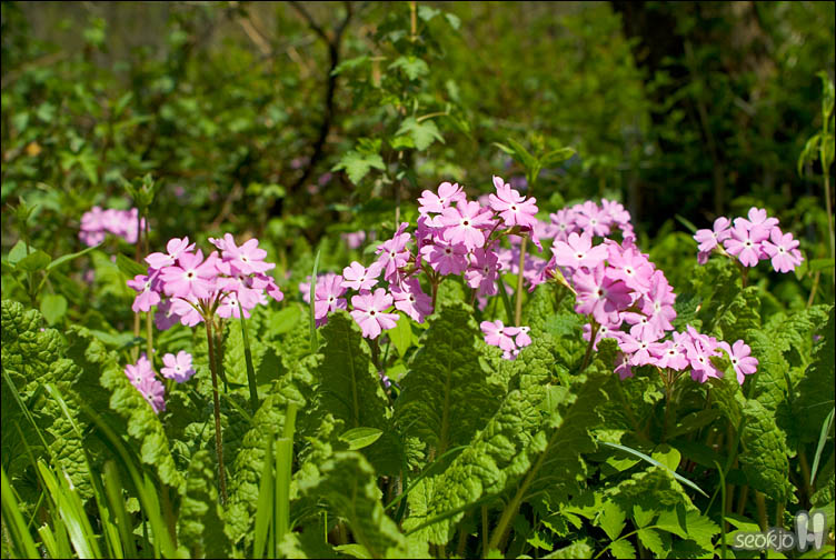 DSCF7685.jpg