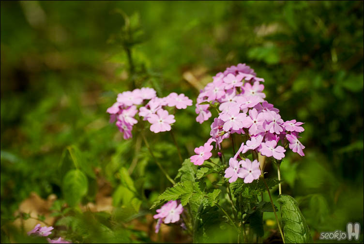 DSCF7826.jpg