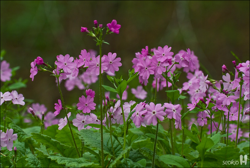 DSCF7965.jpg