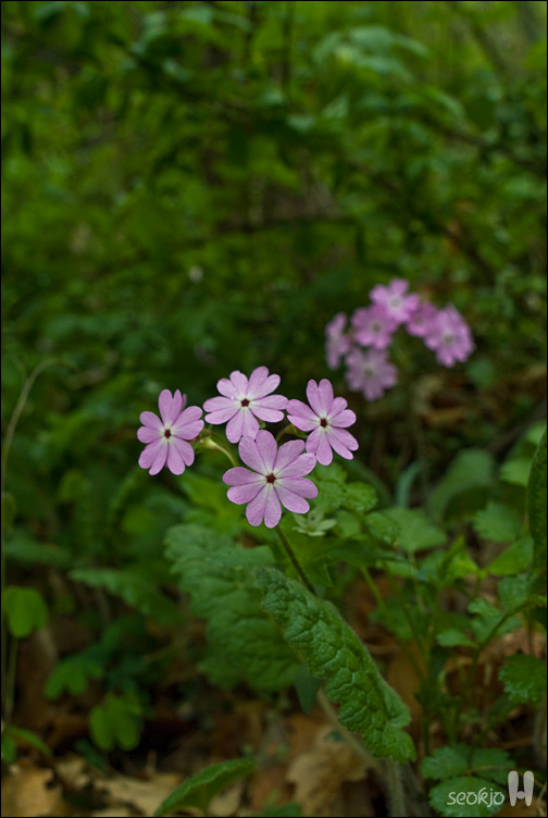 DSCF7888.jpg