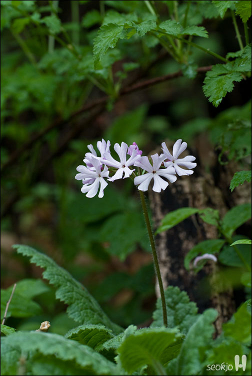 DSCF7869.jpg