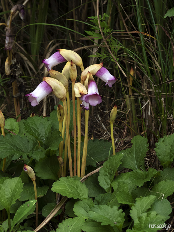 DSCN1260.jpg