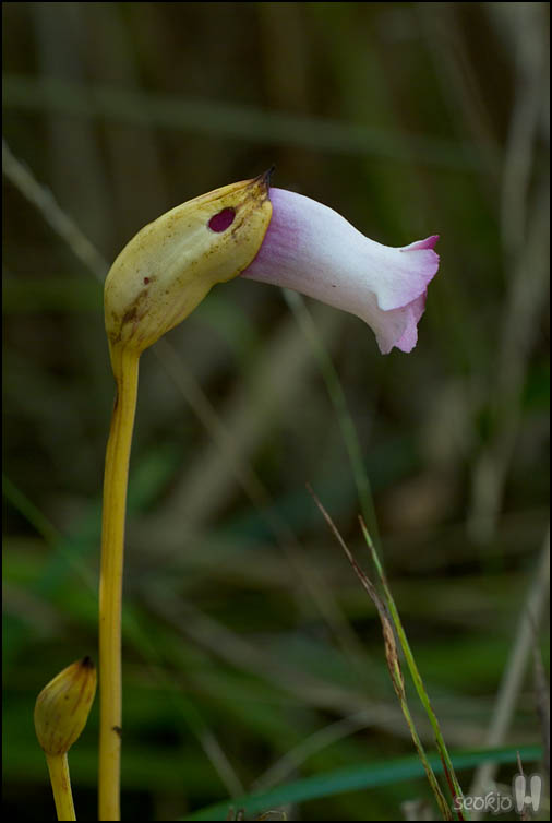 DSCF3935.jpg