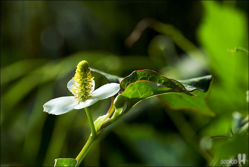 DSCF4117.jpg