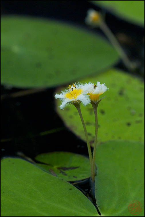 DSCF2977.jpg