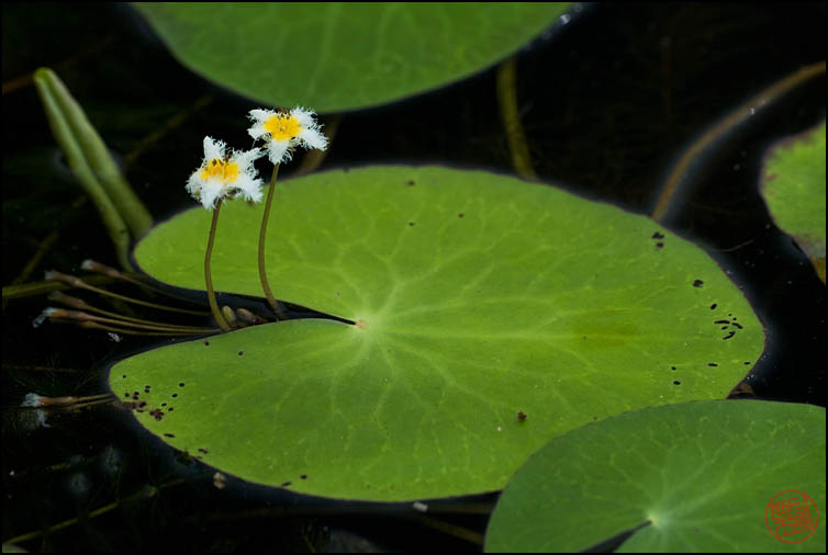 DSCF2978.jpg