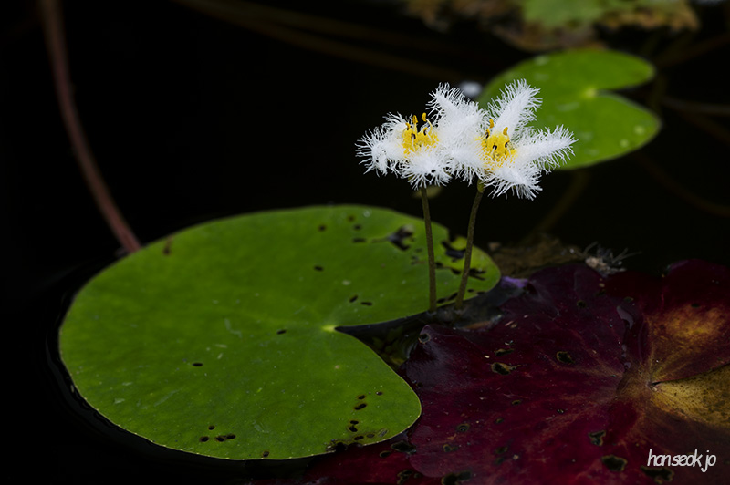 DSC_0097.jpg