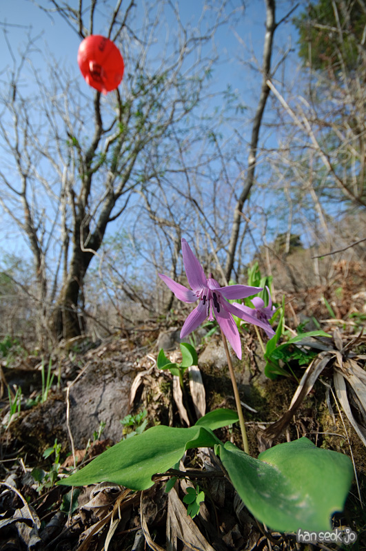 DSC_6242.jpg