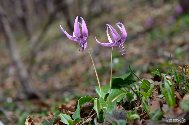 DSC_1003.jpg