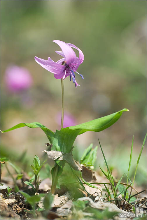 DSCF2718.jpg