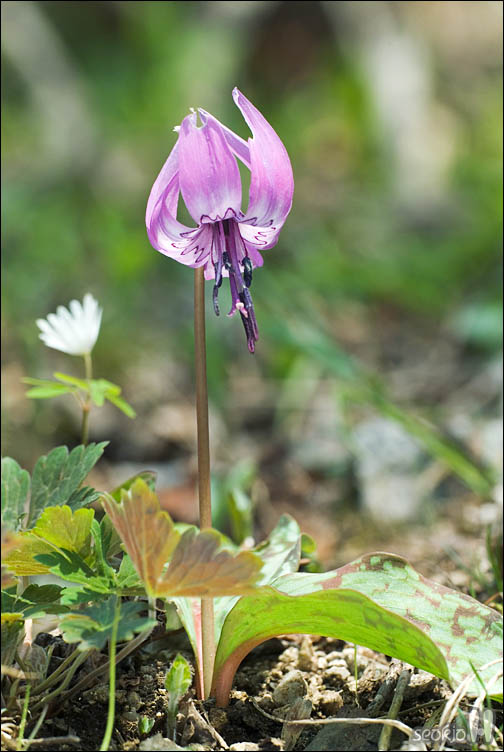 DSCF2732.jpg