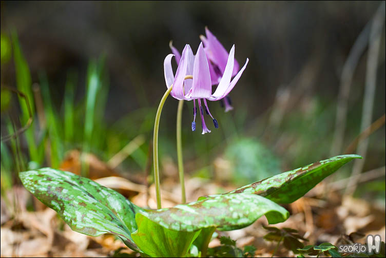 DSCF7228.jpg
