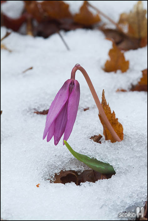 DSCF6009.jpg