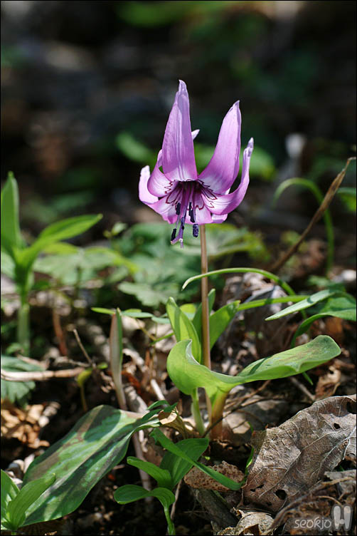 DSCF2723.jpg