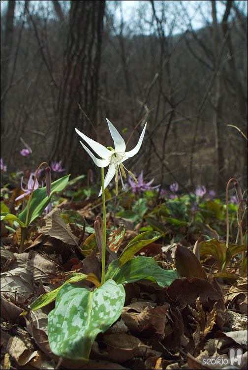DSCF2483.jpg
