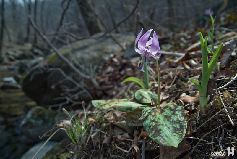 DSCF7452.jpg