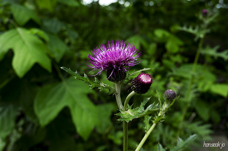 DSC_5229.jpg
