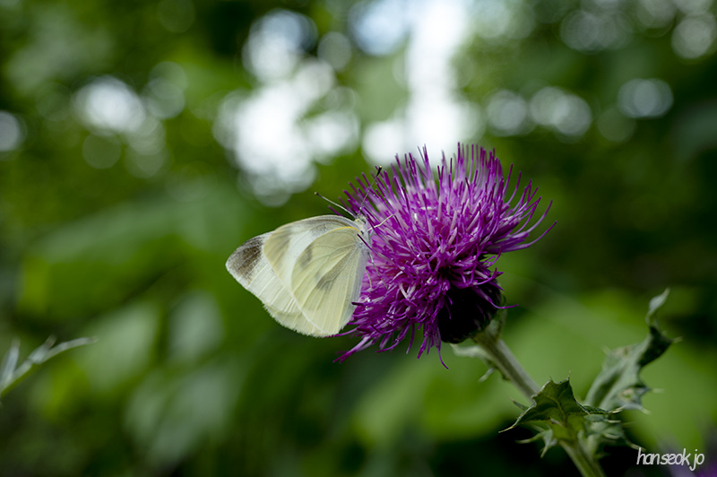 DSC_5225.jpg