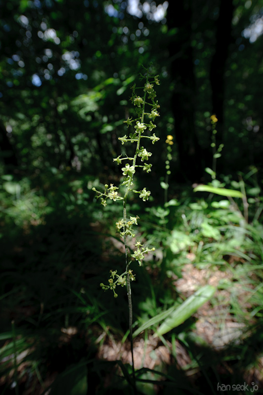 HSJ_9914.jpg