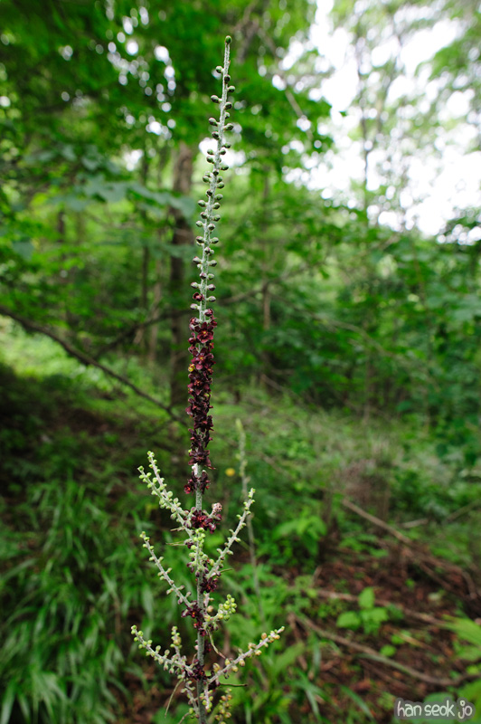 HSJ_0795.jpg